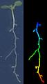 Reeb graph representation of root